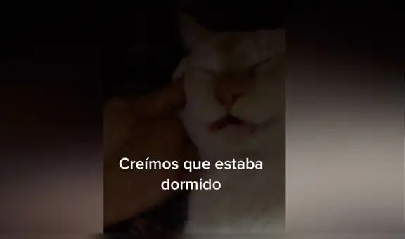 Creyó que su gato había muerto, se acerca y descubre que dormía profundamente [VIDEO]