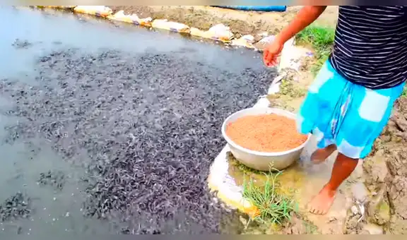 Arroja maíz a desolado lago y miles de voraces criaturas surgen para devorarlo [VIDEO]