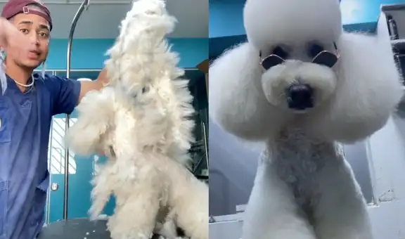 Veterinario le hace corte de pelo ‘estilo asiático’ a perrito poodle y el resultado sorprende en redes