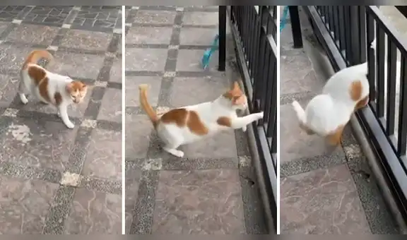 Gato intenta huir de la casa de su dueño, pero termina atascado entre los fierros [VIDEO]