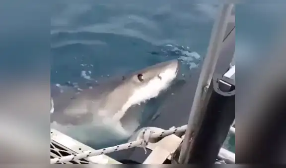 Turistas pasean en bote y voraz tiburón arremete bruscamente contra embarcación [VIDEO]