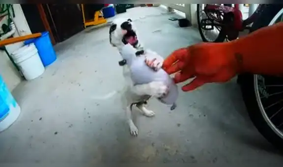 Perrito protagoniza emotiva escena al recibir un juguete de regalo por primera vez [VIDEO]