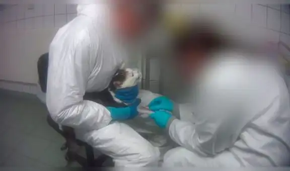 Video filmado dentro de laboratorio revela brutal maltrato contra monos y animales domésticos