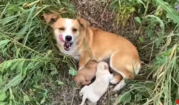 Perrita abandonada en plena carretera es rescatada después de dar a luz [VIDEO]