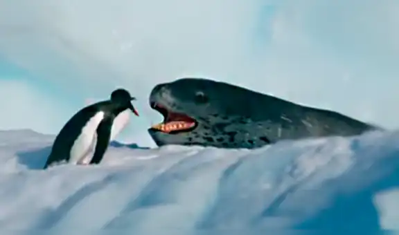 Foca leopardo surge del mar para matar a indefenso pingüino y final es inesperado [VIDEO]