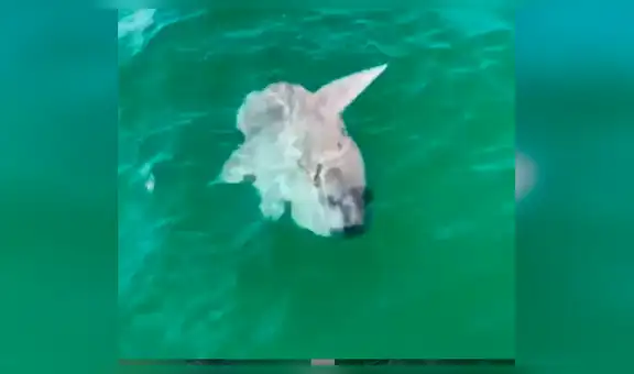 Turistas encuentran ballena bebé en profundidades del mar, se acercan y su apariencia sorprende [VIDEO]