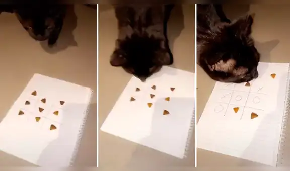 Gato vence a su dueña jugando ‘michi’ y este sorprende con sus habilidades [VIDEO] 