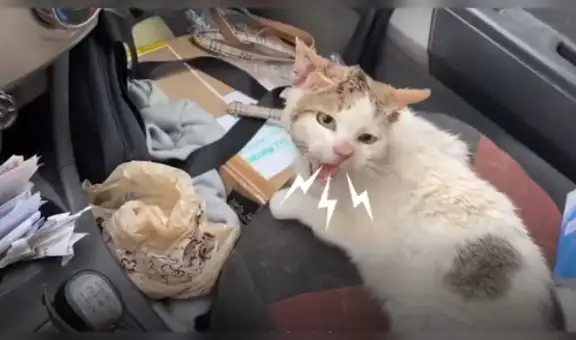 Gato callejero se niega a alejarse del hombre que lo salvó cuando su vida corría peligro [VIDEO]