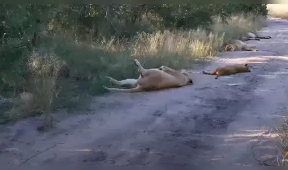 Leones se quedan dormidos en plena carretera y bloquean el paso a turistas que hacían safari [VIDEO]