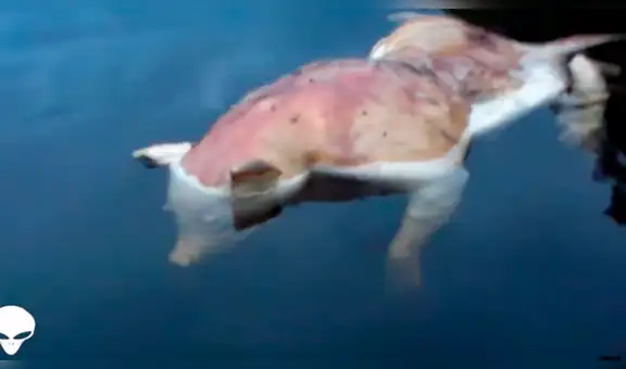 YouTube Viral: Luce como un cerdo muerto, pero un detalle espantó a todos [VIDEO]