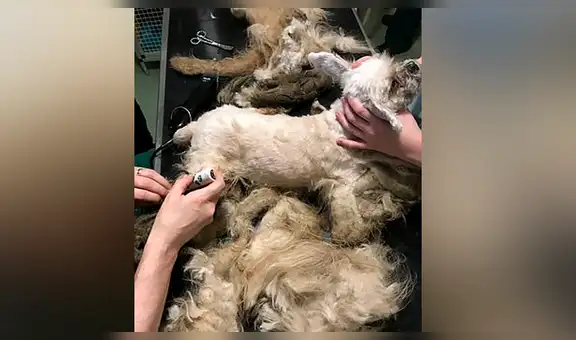 Hallan a perro callejero cubierto de pelos, lo asean y tiene radical transformación [VIDEO]