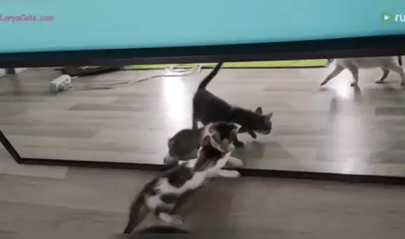 Gatos se ven por primera vez en un espejo y protagonizan divertida escena [VIDEO]