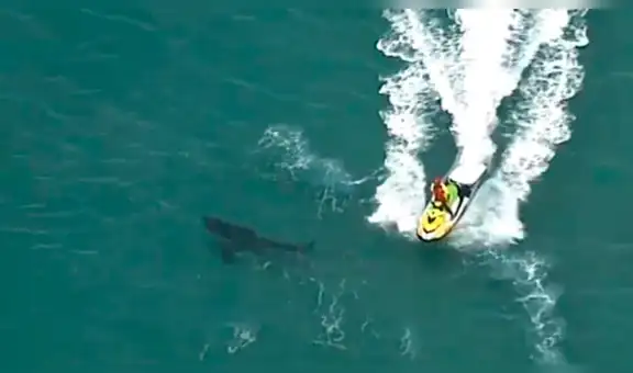 Surfista muere tras ser atacado por un tiburón blanco de tres metros en Australia [VIDEO]