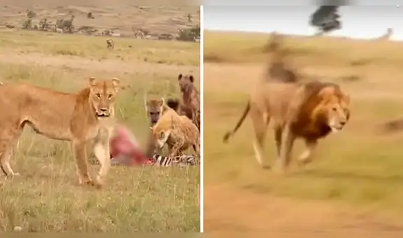 Manada de hienas hacen huir a leona, pero su pareja llega al rescate y roba su comida [VIDEO]