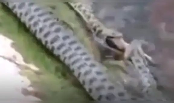 YouTube viral: captan a enormes serpientes devorando a peces en río y miles quedan en shock [VIDEO]