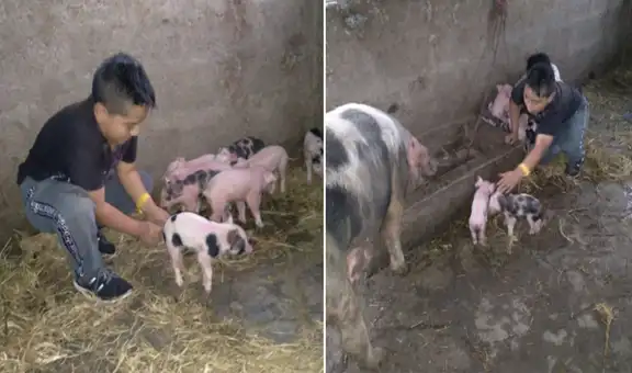 Niño no envía su tarea a tiempo por ayudar a su cerdita a dar a luz 