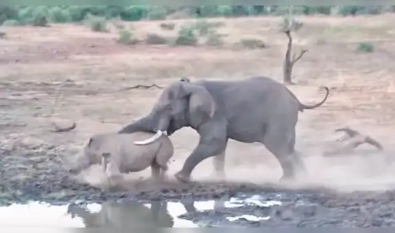 Mamá rinoceronte se enfrenta a feroz elefante para proteger a su cría y final es de infarto [VIDEO] 