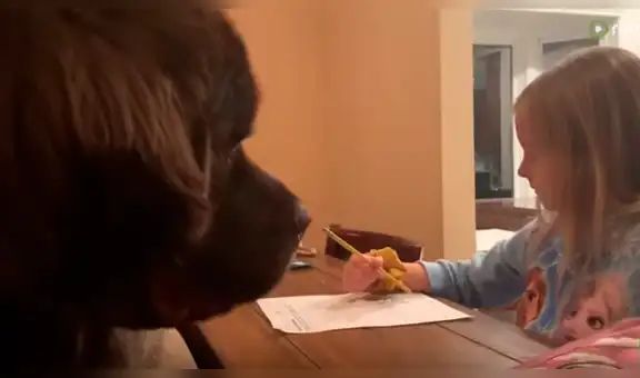 Perro vigila a su pequeña dueña hasta que termine la tarea para ir a jugar con ella [VIDEO]