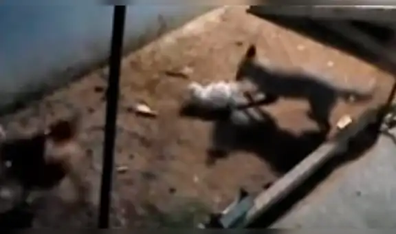 YouTube viral: zorro entra a gallinero para cazar a su 'presa', pero aves lo 'picotean' [VIDEO]
