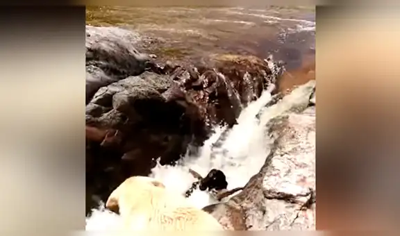 Perro sufre accidente, está a punto de morir ahogado y es salvado por su compañero [VIDEO]