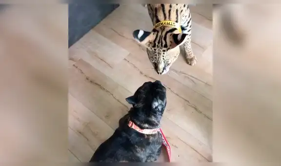 Feroz serval ataca a pequeño perro y este reacciona rápido para ahuyentarlo [VIDEO]