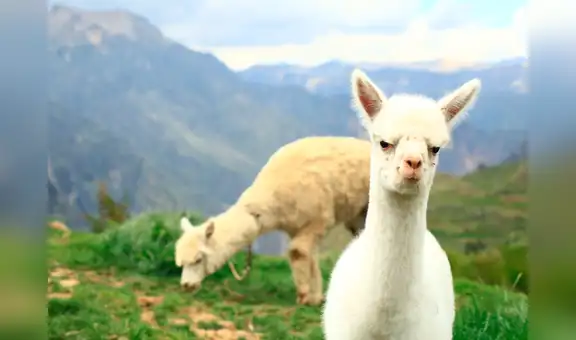 Minagri: Perú es la primera potencia mundial en producción de fibra de alpaca