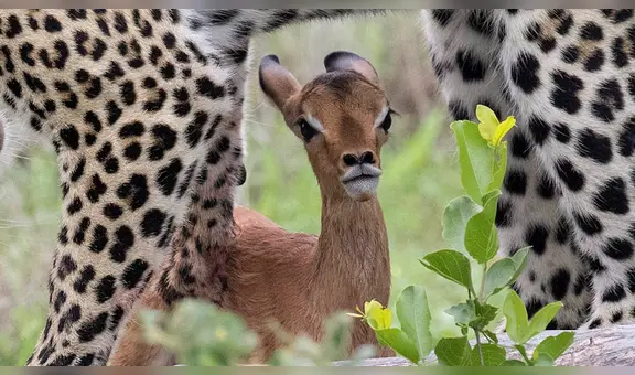 Leopardo juega con una cría de ciervo por una hora y todo acaba de forma inesperada [FOTOS]