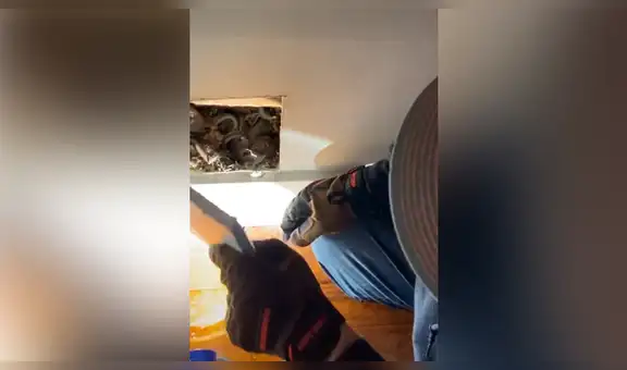 Escucha extraños ruidos en su casa, corta pedazo de pared y descubre nido de diminutos animales [VIDEO]