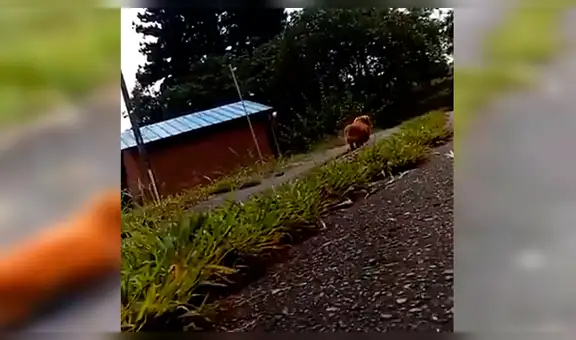 Chico simula un infarto frente a su perro recién adoptado y este tiene inesperada reacción [VIDEO] 