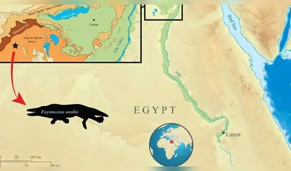 La especie de ballena de cuatro patas descubierta en Egipto