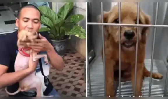 El impactante rescate de un perro que estuvo a punto de morir por desnutrición en las calles [VIDEO]
