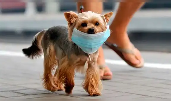 Veterinarios advierten no desinfectar a perros y gatos con gel antibacterial o detergente