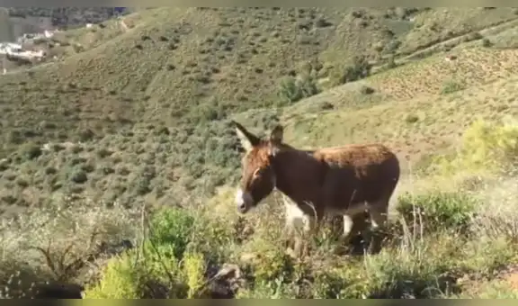 Burra se reencuentra con su dueño tras separarse por la cuarentena y protagonizan emotiva escena [VIDEO]