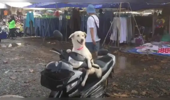Perro cuida la motocicleta de su dueña mientras ella hace sus compras en el mercado [VIDEO]