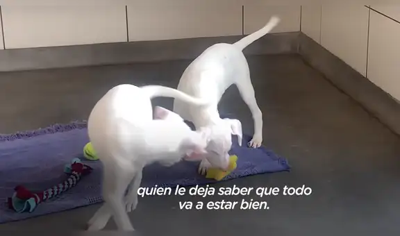 Perrita sorda y casi ciega nunca se separa de su hermano y una familia decide adoptar a los dos [VIDEO]