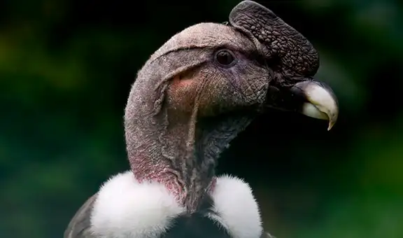 La ciencia descubre que el cóndor puede volar más de 170 km sin mover las alas