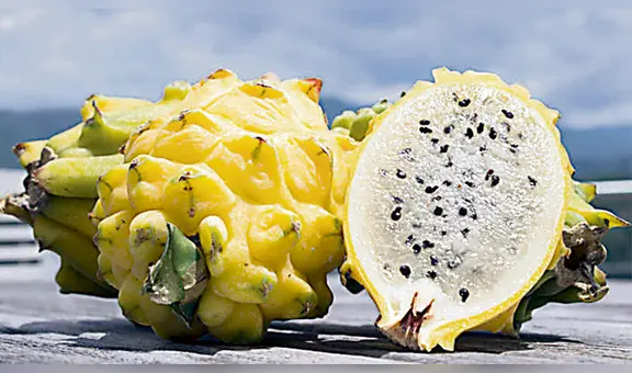 La pitahaya del cronista Bernabé Cobo