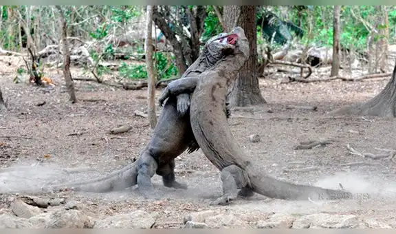 Dragones de Komodo tienen combate territorial y desenlace asombra a miles [VIDEO]