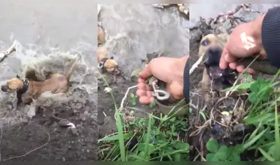Hombre lucha por salvar a su perro que estuvo a punto de morir ahogado en un río [VIDEO]