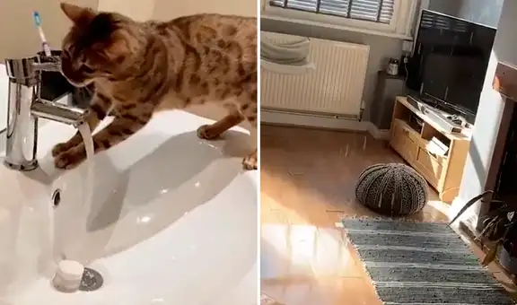 Joven vuelve a a casa y descubre que su gato la inundó al jugar con el caño [VIDEO]
