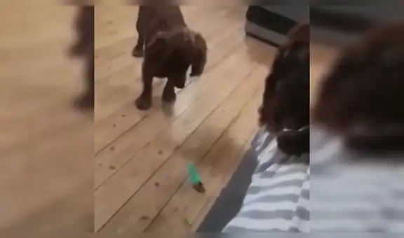 Perros tienen insólita reacción al encontrar prendido el juguete sexual de su dueña [VIDEO]