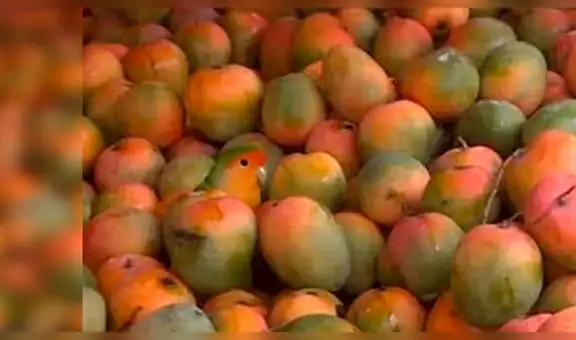 ¿Logras ver al loro bebé entre los mangos?: nuevo reto visual que muchos no superan [FOTOS]