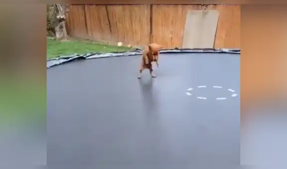 Joven deja a su perro solo en casa y al retornar lo encuentra en divertida situación [VIDEO] 