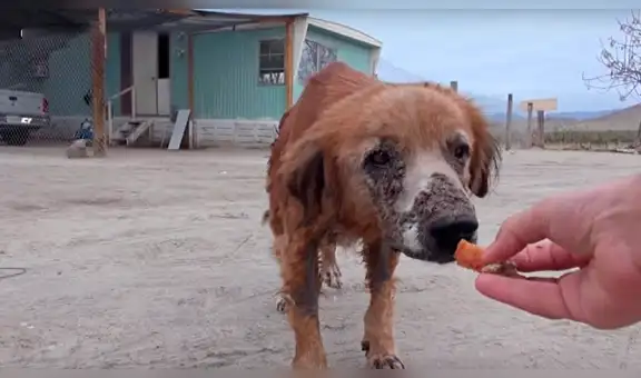 Encuentra perro callejero deambulando en deplorables condiciones, lo cura y ahora luce diferente [FOTOS]
