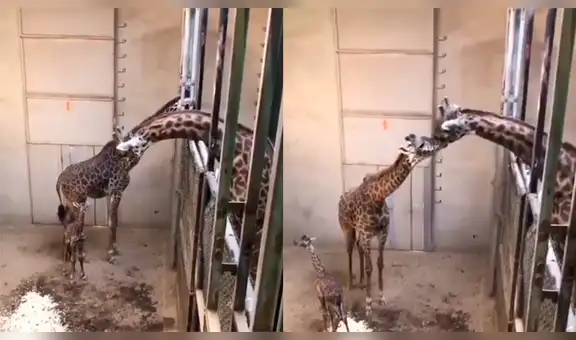 Jirafa visita a su bebé recién nacido y su tierna reacción conmueve en redes [VIDEO]
