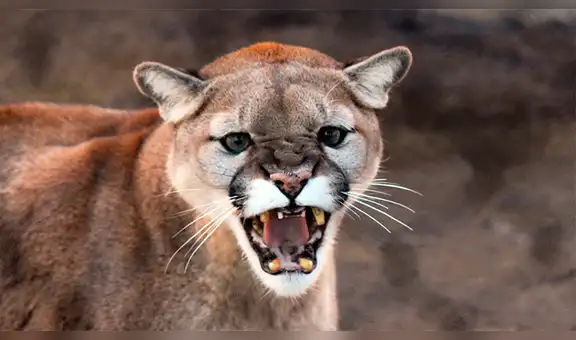 YouTube viral: mujer se enfrenta contra un feroz puma, para proteger a sus hijos [VIDEO]