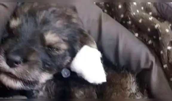 Piden ayuda urgente para tratamiento veterinario de perritos recién nacidos que fueron abandonados