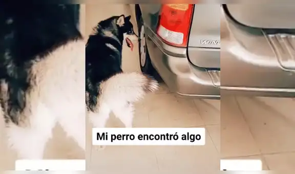 Perro ve a un pájaro atascado en una llanta y hace de lo imposible para salvarle la vida [VIDEO]