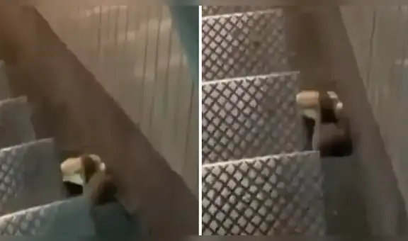 Hambrienta rata causa furor en redes al transportar una enorme hamburguesa en su boca [VIDEO]