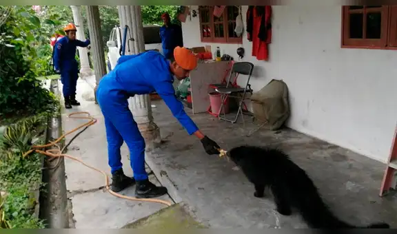 Pobladores encuentran extraña criatura con terrorífica aspecto de un oso y un gato [VIDEO]